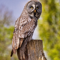 Buy canvas prints of Majestic Great Grey Owl by Darren Wilkes