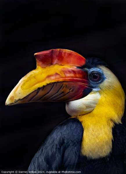 Majestic Wrinkled Hornbill Picture Board by Darren Wilkes