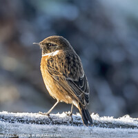 Buy canvas prints of The Frosty Stonechat by Darren Wilkes