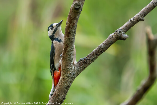 Fiery Beauty of the Great Spotted Woodpecker Picture Board by Darren Wilkes