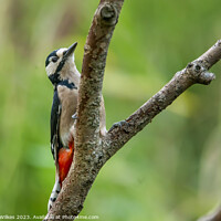 Buy canvas prints of Fiery Beauty of the Great Spotted Woodpecker by Darren Wilkes