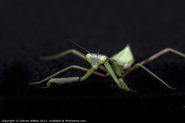 Majestic Praying Mantis Picture Board by Darren Wilkes
