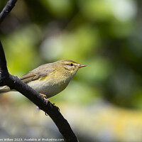 Buy canvas prints of The Melodious Willow Warbler by Darren Wilkes