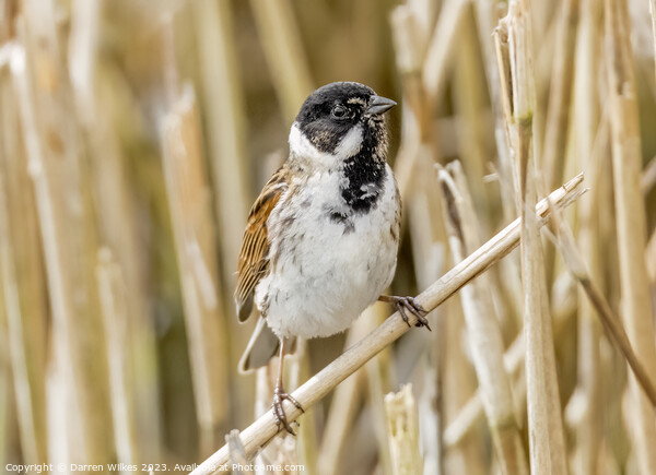 Captivating Reed Bunting Portrait Picture Board by Darren Wilkes