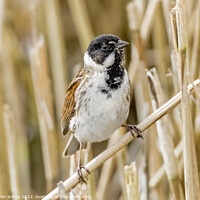 Buy canvas prints of Captivating Reed Bunting Portrait by Darren Wilkes