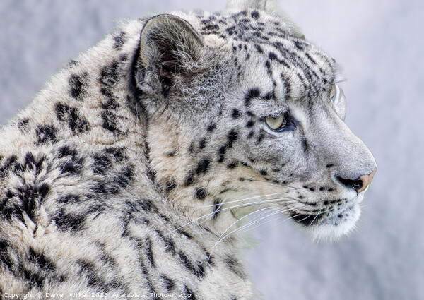 The Elusive Snow Leopard  Picture Board by Darren Wilkes