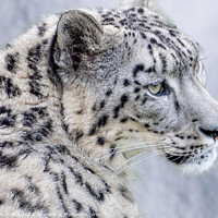 Buy canvas prints of The Elusive Snow Leopard  by Darren Wilkes