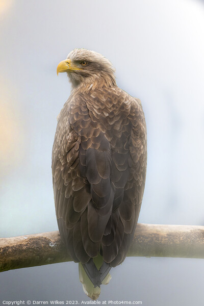 White Tailed Sea Eagle In The Fog  Picture Board by Darren Wilkes