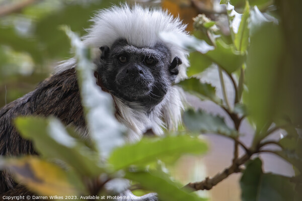 Cotton Top Tamarin  Picture Board by Darren Wilkes