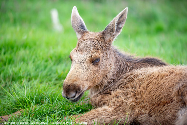 European Elk Calf - wapiti. Picture Board by Darren Wilkes