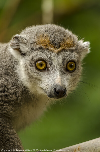 Crowned lemur - Eulemur coronatus Picture Board by Darren Wilkes