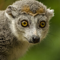 Buy canvas prints of Crowned lemur - Eulemur coronatus by Darren Wilkes