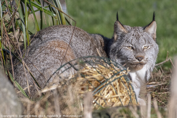 Canadian Lynx - spring Time  Picture Board by Darren Wilkes