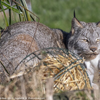 Buy canvas prints of Canadian Lynx - spring Time  by Darren Wilkes