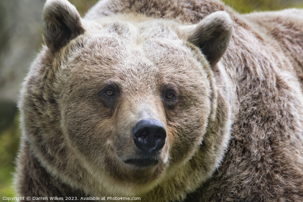  Brown Bear in Natural Habitat Picture Board by Darren Wilkes
