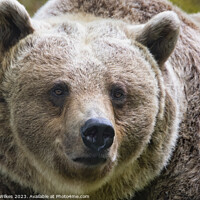 Buy canvas prints of  Brown Bear in Natural Habitat by Darren Wilkes