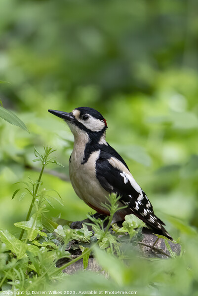 Great spotted Woodpecker Picture Board by Darren Wilkes