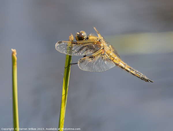 Four spotted Chaser  Picture Board by Darren Wilkes
