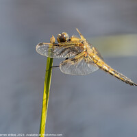 Buy canvas prints of Four spotted Chaser  by Darren Wilkes