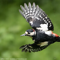 Buy canvas prints of Greater Spotted Woodpecker flight by Darren Wilkes