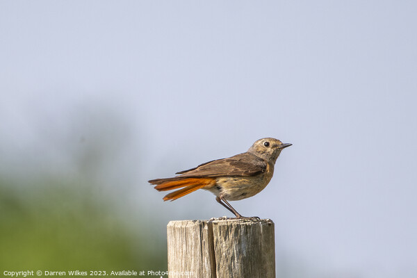 Female Redstart (F) Picture Board by Darren Wilkes