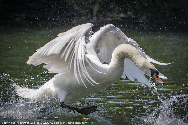 Graceful Swan in a Serene Lake Picture Board by Darren Wilkes