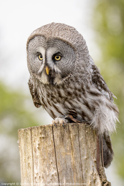 The Great Grey Owl - Strix nebulosa Picture Board by Darren Wilkes