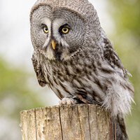 Buy canvas prints of The Great Grey Owl - Strix nebulosa by Darren Wilkes