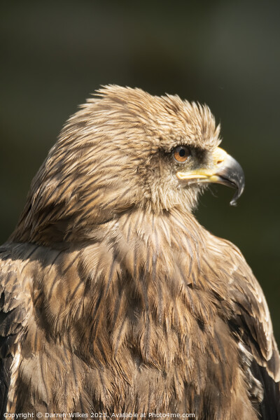 Golden Eagle - Aquila chrysaetos Picture Board by Darren Wilkes