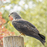 Buy canvas prints of Black Kite Resting In The Afternoon Sun  by Darren Wilkes
