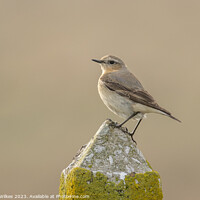 Buy canvas prints of Female Northern Wheatear by Darren Wilkes