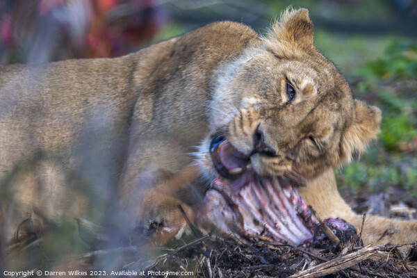 Female Lion - Having Ribs  Picture Board by Darren Wilkes