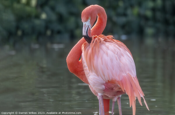 Caribbean Flamingo - Phoenicopterus ruber Picture Board by Darren Wilkes
