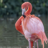 Buy canvas prints of Caribbean Flamingo - Phoenicopterus ruber by Darren Wilkes