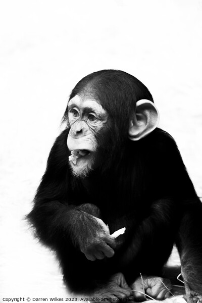 A Young Chimpanzee - Black And White   Picture Board by Darren Wilkes