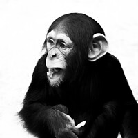Buy canvas prints of A Young Chimpanzee - Black And White   by Darren Wilkes