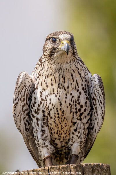 Saker Falcon Picture Board by Darren Wilkes