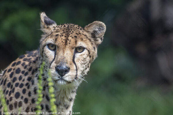 Female Cheetah Watching For Danger Picture Board by Darren Wilkes