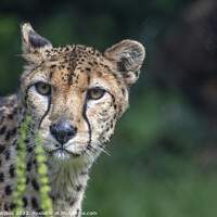 Buy canvas prints of Female Cheetah Watching For Danger by Darren Wilkes