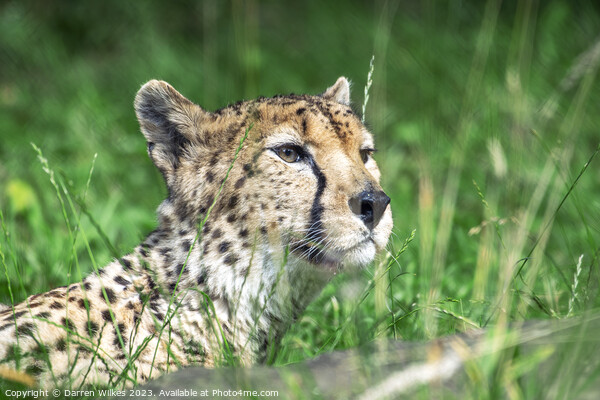 Whispers of the Huntress: A Cheetah in the Long Gr Picture Board by Darren Wilkes
