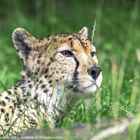 Buy canvas prints of Whispers of the Huntress: A Cheetah in the Long Gr by Darren Wilkes