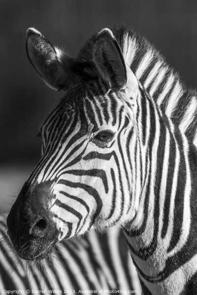 Young zebra Foal Picture Board by Darren Wilkes