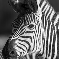 Buy canvas prints of Young zebra Foal by Darren Wilkes