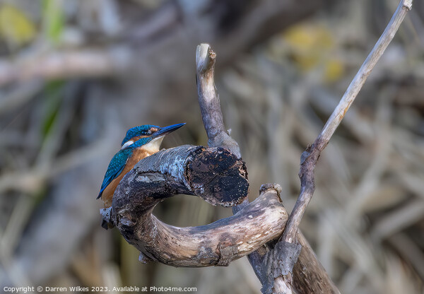 Young Male Kingfisher Picture Board by Darren Wilkes