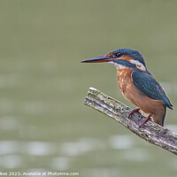Buy canvas prints of A Beautiful Female Kingfisher by Darren Wilkes