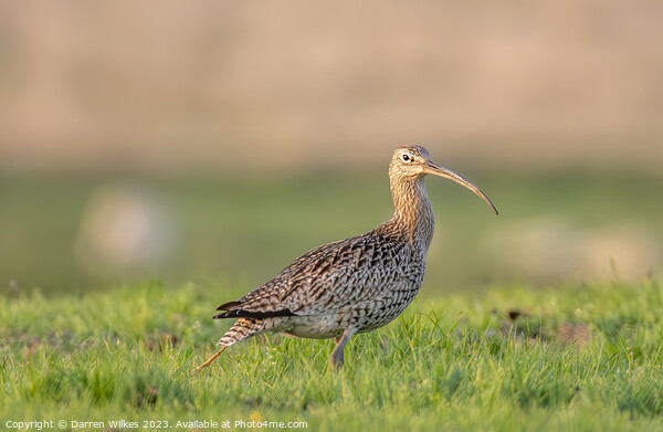 Curlew In The Last Light  Picture Board by Darren Wilkes