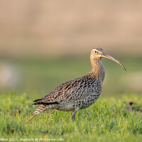 Buy canvas prints of Curlew In The Last Light  by Darren Wilkes