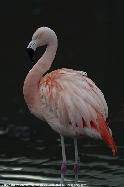 Chilean Flamingo - Beautiful Eyes  Picture Board by Darren Wilkes