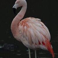 Buy canvas prints of Chilean Flamingo - Beautiful Eyes  by Darren Wilkes