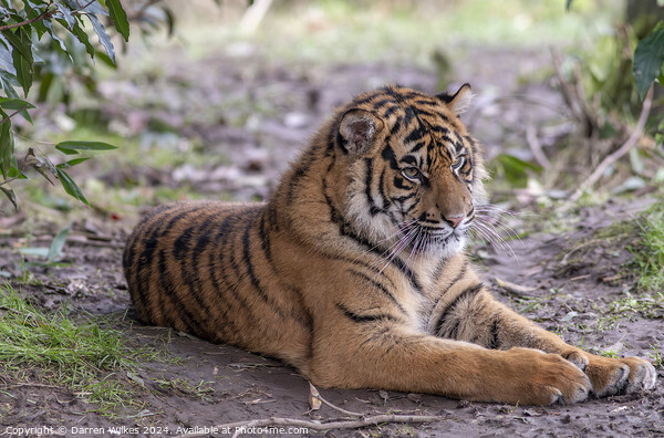 Sumatran Tiger Cub - Sumatra - Sunda Islands Picture Board by Darren Wilkes